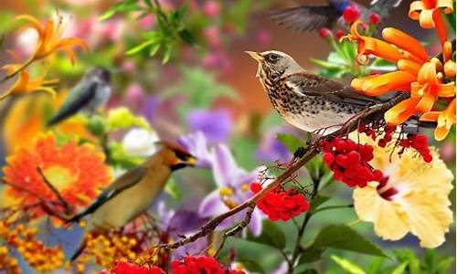 鸟语花香的意思解释是什么_鸟语花香的意思